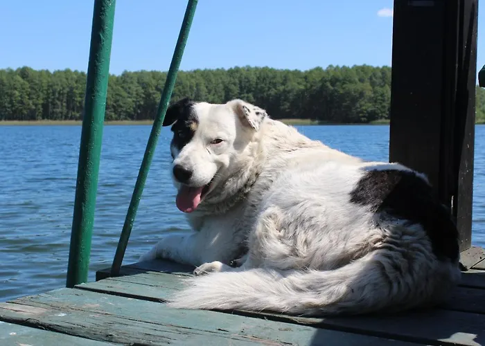 Stary Mlyn 招待所